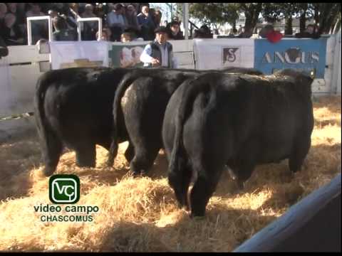 Remate de Bellamar y El Bonete en Chascomús