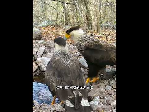 小哥在深山挖了个水坑，没想到解决了上百只动物的饮水困难#animals  #神奇的动物