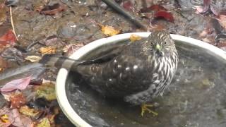 preview picture of video 'Merlin? Bathing'