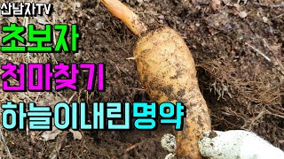 초보자산행 천마 찾기 중풍 뇌질환 자연산 천마효능 산남자 산나물 약초 버섯 산행 항암 자연 건강 ~!