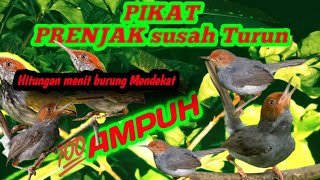 Download lagu SUARA PIKAT PRENJAK SUSAH TURUN💯hitungan menit burung mendekat mp3 Download lagu SUARA PIKAT PRENJAK SUSAH TURUN💯hitungan menit burung mendekat mp3