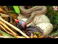 Snake Hunts Baby Bird In Nest Snake Attack On Bird