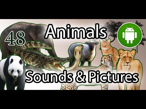Animals Name Animal Sounds Ani Video