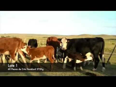 Lote 60 Piezas de cría Hereford 375kg -  en Establecimiento las Delicias - Paraje la Bolsa, ruta 30 km 176. entra al sur 8 km.