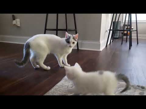 DAME ANVORGESA - remix!