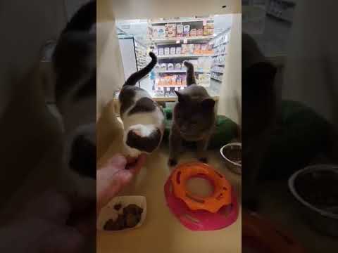 Chita and Tita, an adopted Turkish Van & Domestic Short Hair Mix in Houston, TX_image-1