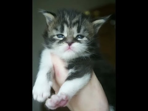 Katrin Goodfild (n22 03), 2 weeks