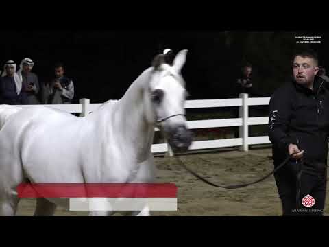 Kuwait Arabian Horse Tour 2023   Al Jazira Arabian Stud