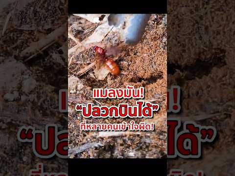 แมลงมัน ปลวกบินได้ ที่หลายคนเข้าใจผิด! #แมลงมัน #แมงมัน #สาระน่ารู้ #แมลงไทย #subterraneanant