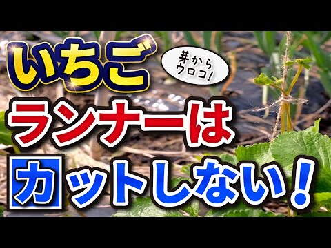 園芸 イチゴのランナーを移植する