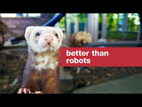 We can't invent a robot better than these ferrets