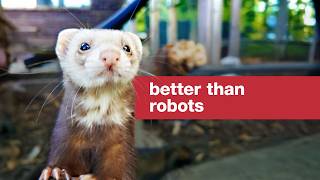 We can't invent a robot better than these ferrets thumbnail