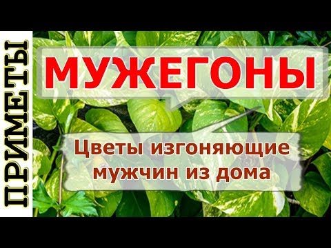 Цветы изгоняющие мужчин из дома мужегоны