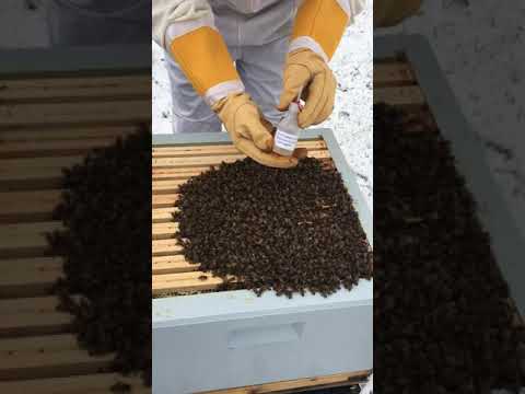 Varroabehandling Beritogbjornsbier