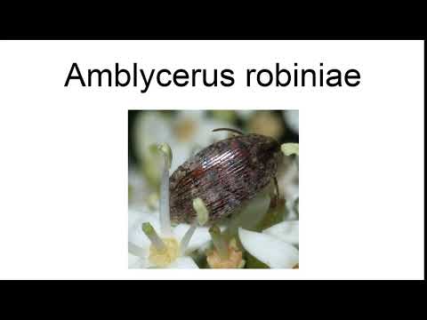 Amblycerus Robiniae