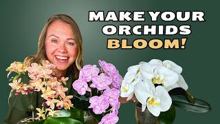 7 Orchid Care Tips You NEED to Know