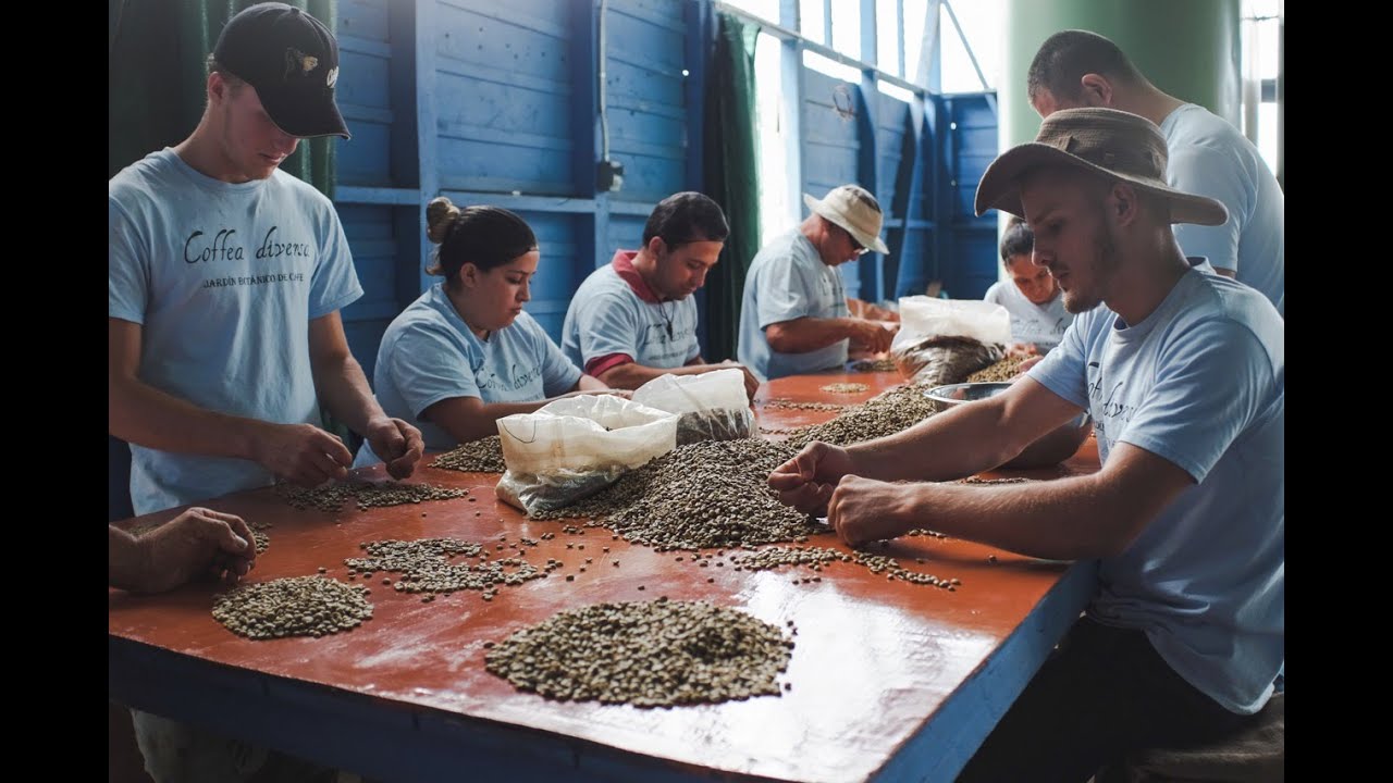 "Costa Rica Was Built On Coffee" — Coffea Diversa: Arenas Del Mar Resort