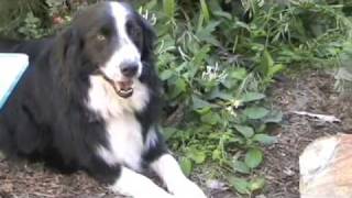 NorCal Aussie Rescue, May 2009