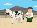 S M Cow