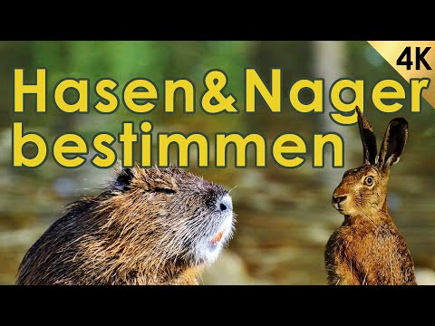 Hasenwild und Nager bestimmen - Jägerprüfung