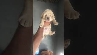 preview picture of video 'Top quality Labrador 9671050175'
