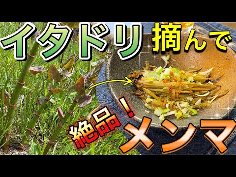 鳥のイタドリ 植物