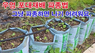 우엉 포대재배 파종법 그냥 파종하면 싹 나기 어려워요.(우엉 재배, 우엉 포대재배, 우엉 씨앗 파종, 우엉 …