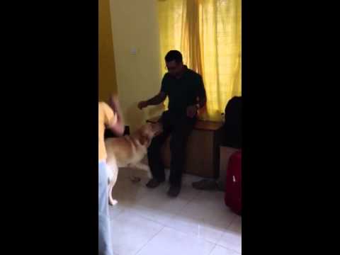 Labrador welcomes master