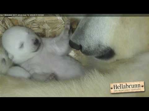 Tag 33 im Leben der Eisbärenbabys -- das erste Blinzeln
