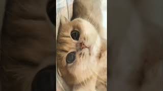Download lagu Tingkah lucu kucing | funny cats moment part 33 #shorts #cat #kucinglucu mp3