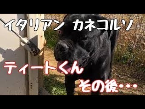 カネコルソ イタリアーノ.jpg