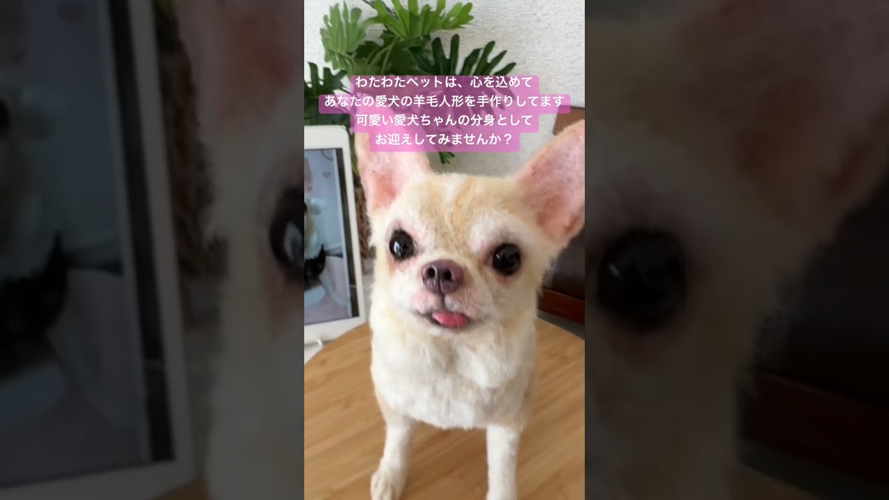 愛犬そっくりの羊毛フェルト人形をお迎えしてみませんか？#チワワ #わたわたペット #ハンドメイド #愛犬そっくり #癒し