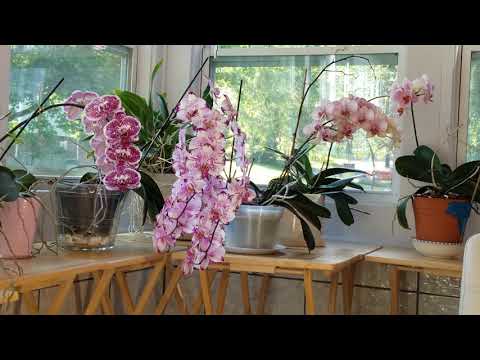 Summer Care for Orchids: Water & Fertilizing Tips, Water Quality and Orchid Close-ups.