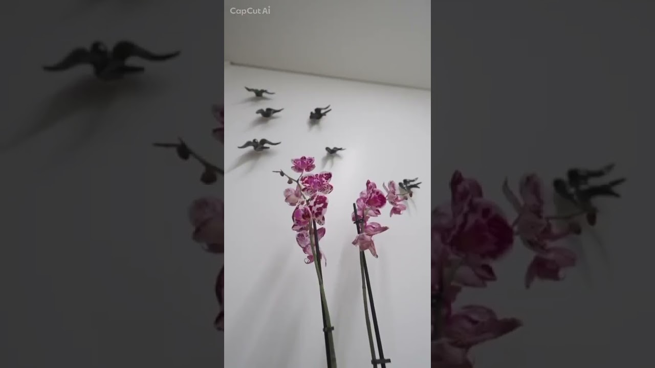 Vídeo do imóvel