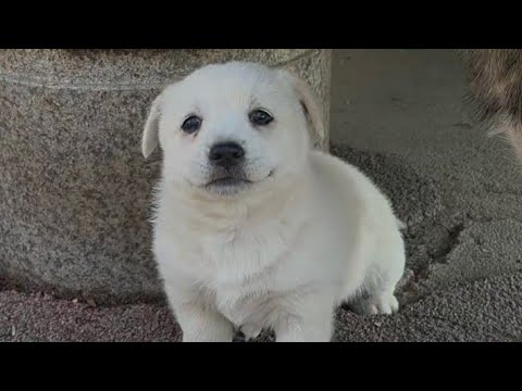 YouTube 썸네일