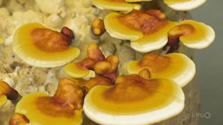 Growing Mushrooms | Central Texas Gardener