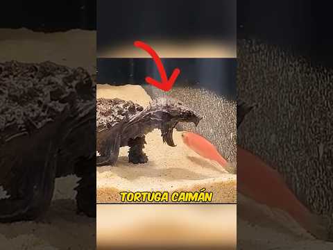 This is how the Alligator Snapping Turtle BITES 🐢 #shorts