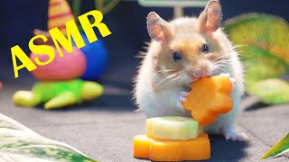 Hamster Eating Carrot ASMR | Animals Cute Hamster