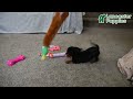 Dachshund dogs for sale: Carson - Video 1