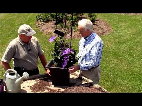 download lagu mp3 mp4 Growing Clematis In Containers, download lagu Growing Clematis In Containers gratis, unduh video klip Growing Clematis In Containers