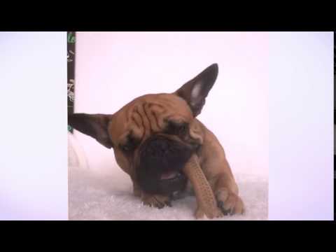 download lagu mp3 mp4 Flavorit Barkbone, download lagu Flavorit Barkbone gratis, unduh video klip Flavorit Barkbone