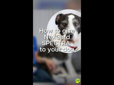 Nexgard spectra dogs 30-60kg (66-132bs), 3 tabs., for person...