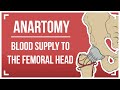Blood Supply to the Femoral Head