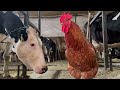Modern Cow Farm In Central Europe Cow Milking Technology