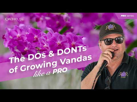The DOS And DONTs Of Growing Vandas