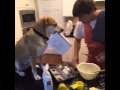 Siempre puedes contar con el mejor amigo del hombre