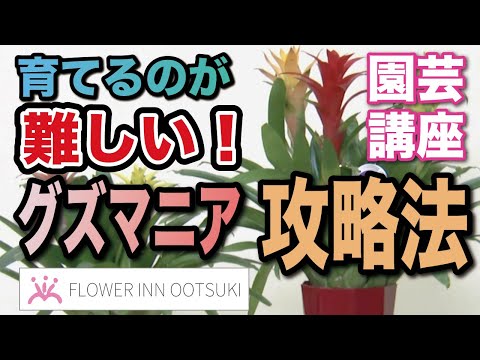 園芸 グズマニアの増やし方は?
