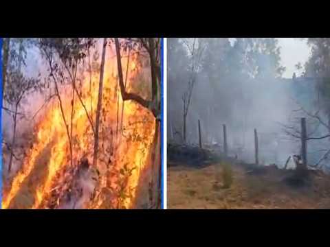 Incendios forestales arrasan pinos en Estelí y Condega