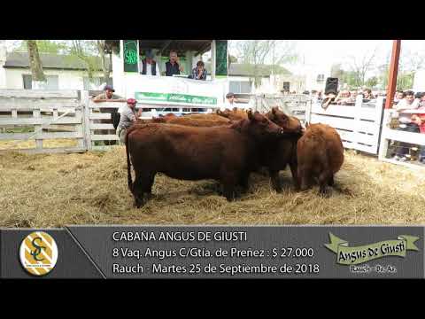 25-09-18 Venta de Vientres Angus Generales - Cabaña Angus de Giusti - Rauch