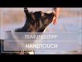 Hundetraining Hund Lernt Handtouch Hund Nasentarget Beibringen Hund Lernt Handtarget